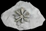 Jurassic Fossil Urchin (Firmacidaris) - Amellago, Morocco #179472-1